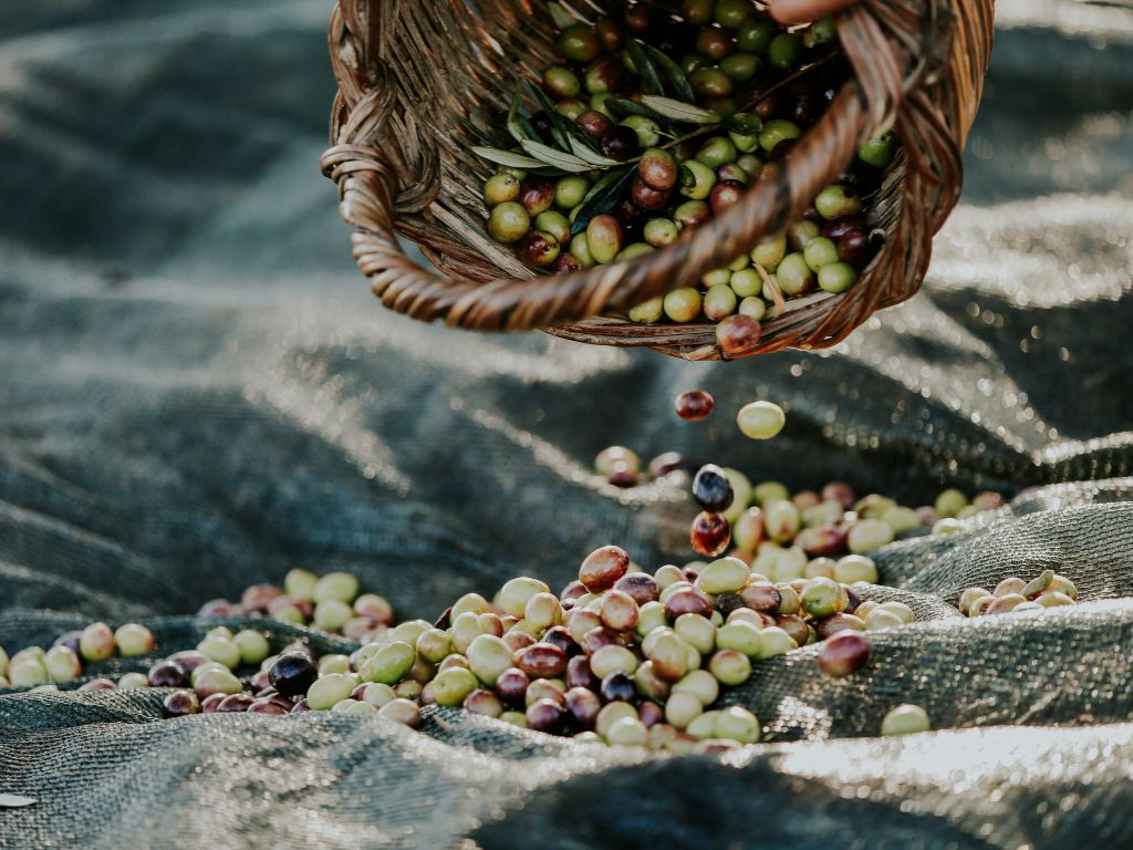 Cretan olive oil and local wine tasting experience in Chania